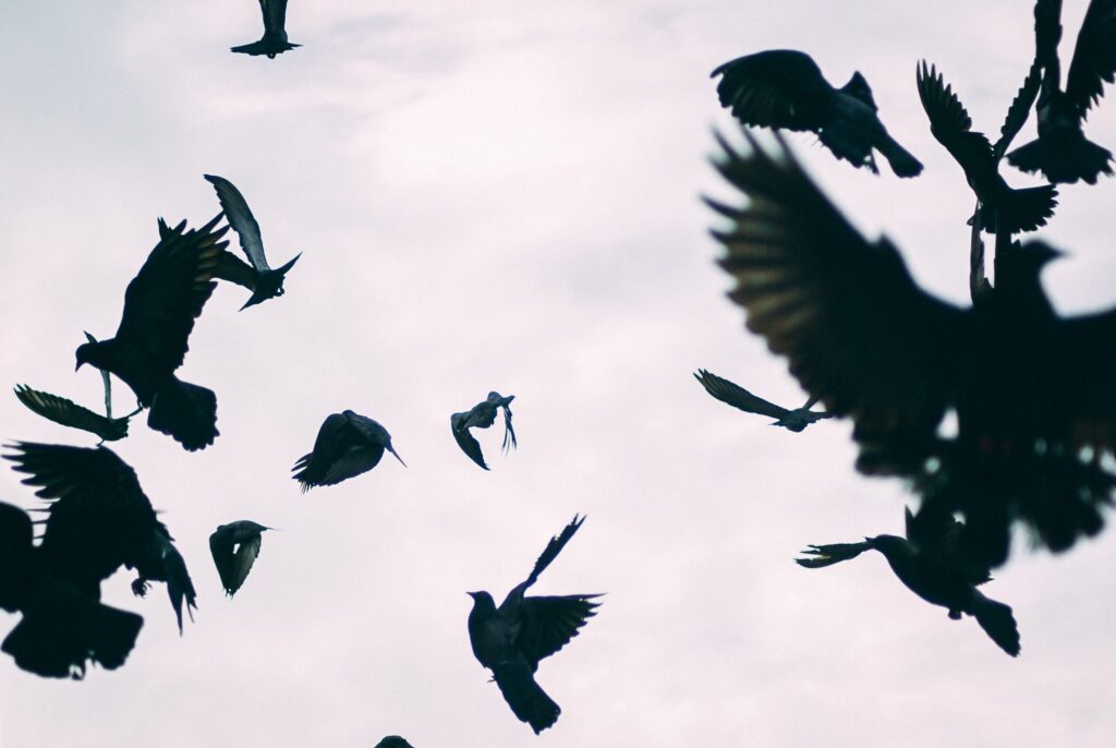 Birds